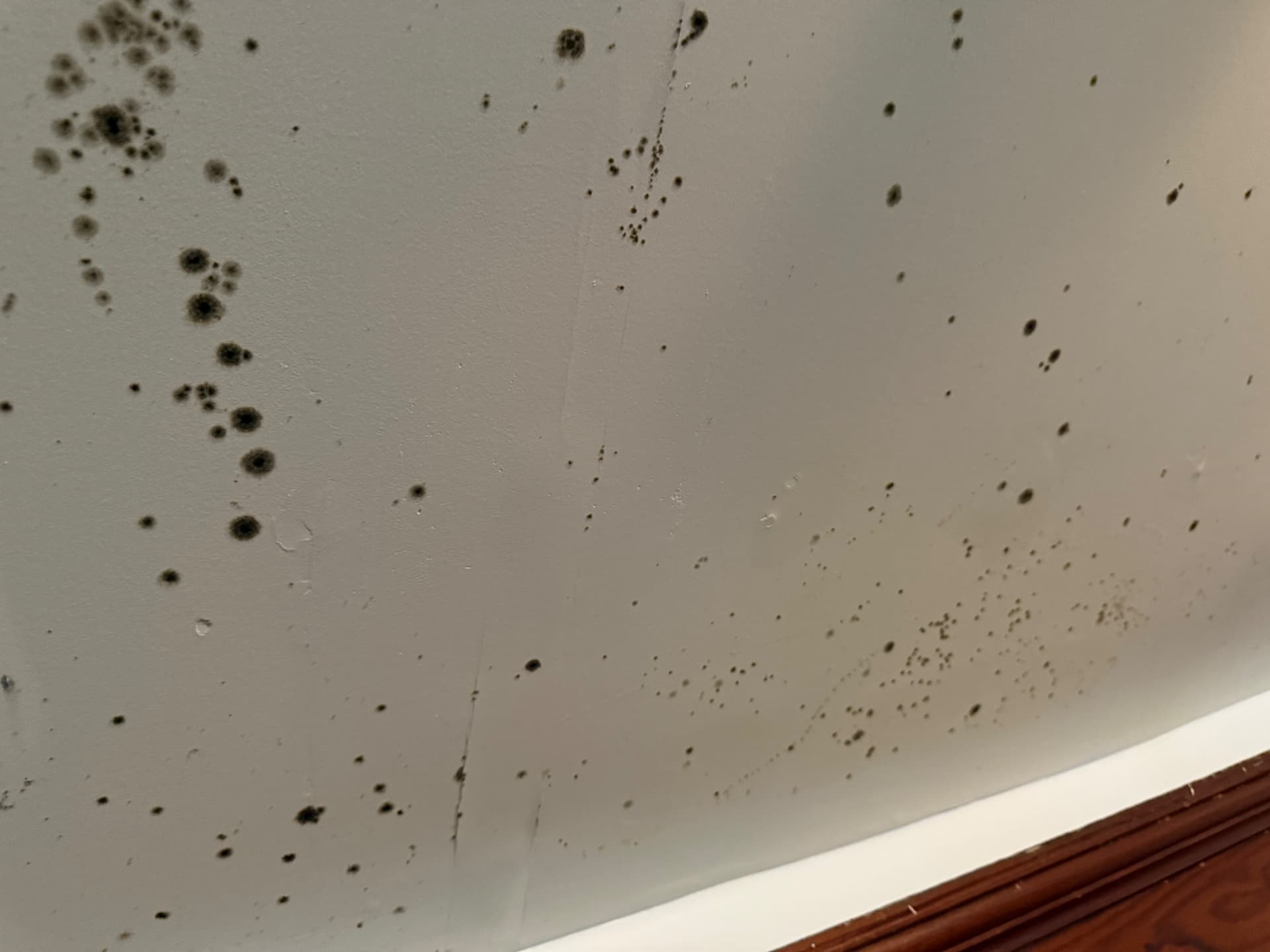 Close-up of active mold spots on a ceiling, later confirmed as Penicillium and Aspergillus